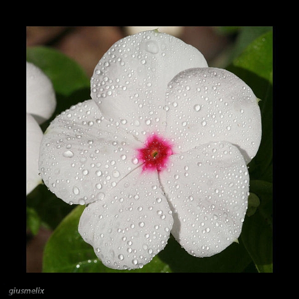 Simply, a white flower.jpg